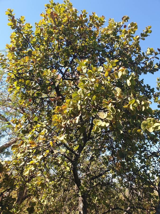 Dombeya rotundifolia leaf