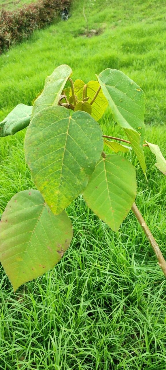 Croton aristophlebius leaf