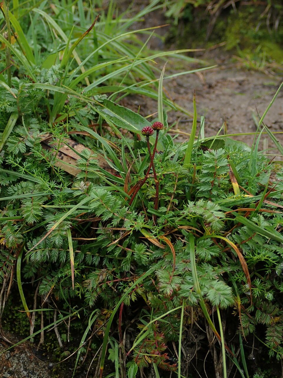 Argentina commutata — related species from the same genus