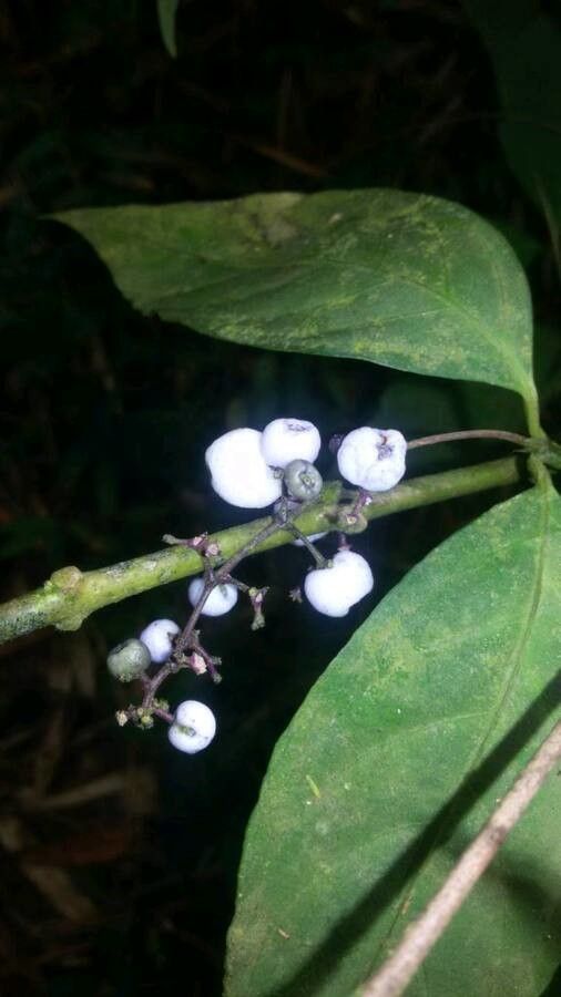 Psychotria deflexa flower