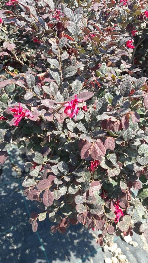 Loropetalum lanceum flower