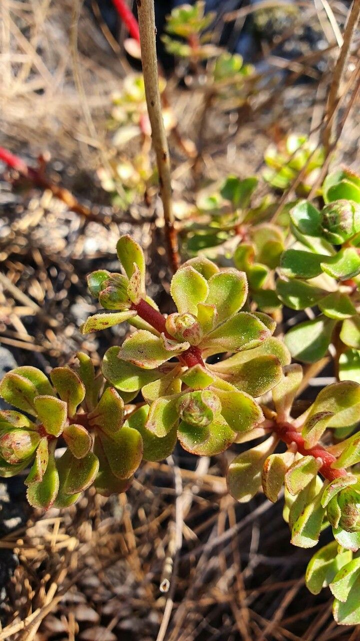 Aeonium spathulatum — search result for 'Aeonium'