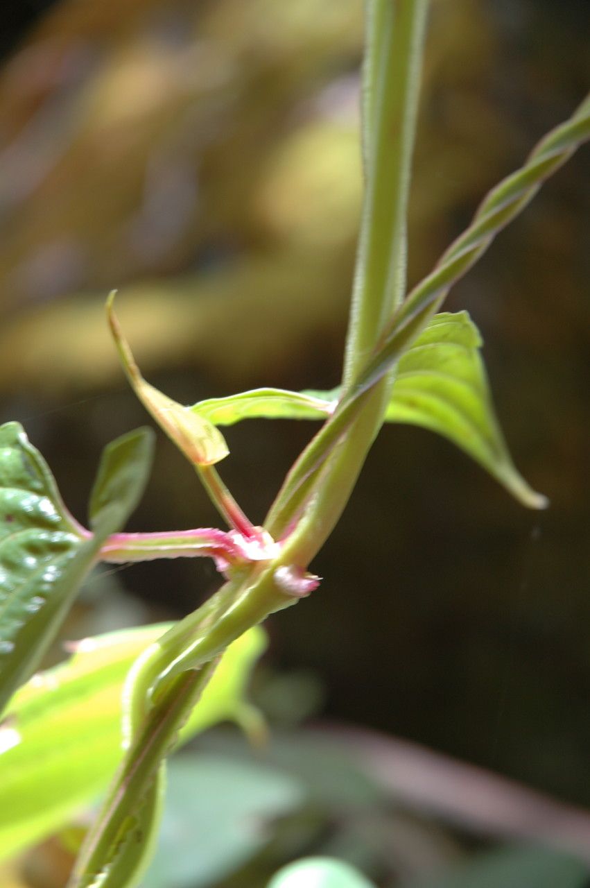Dioscorea alata bark
