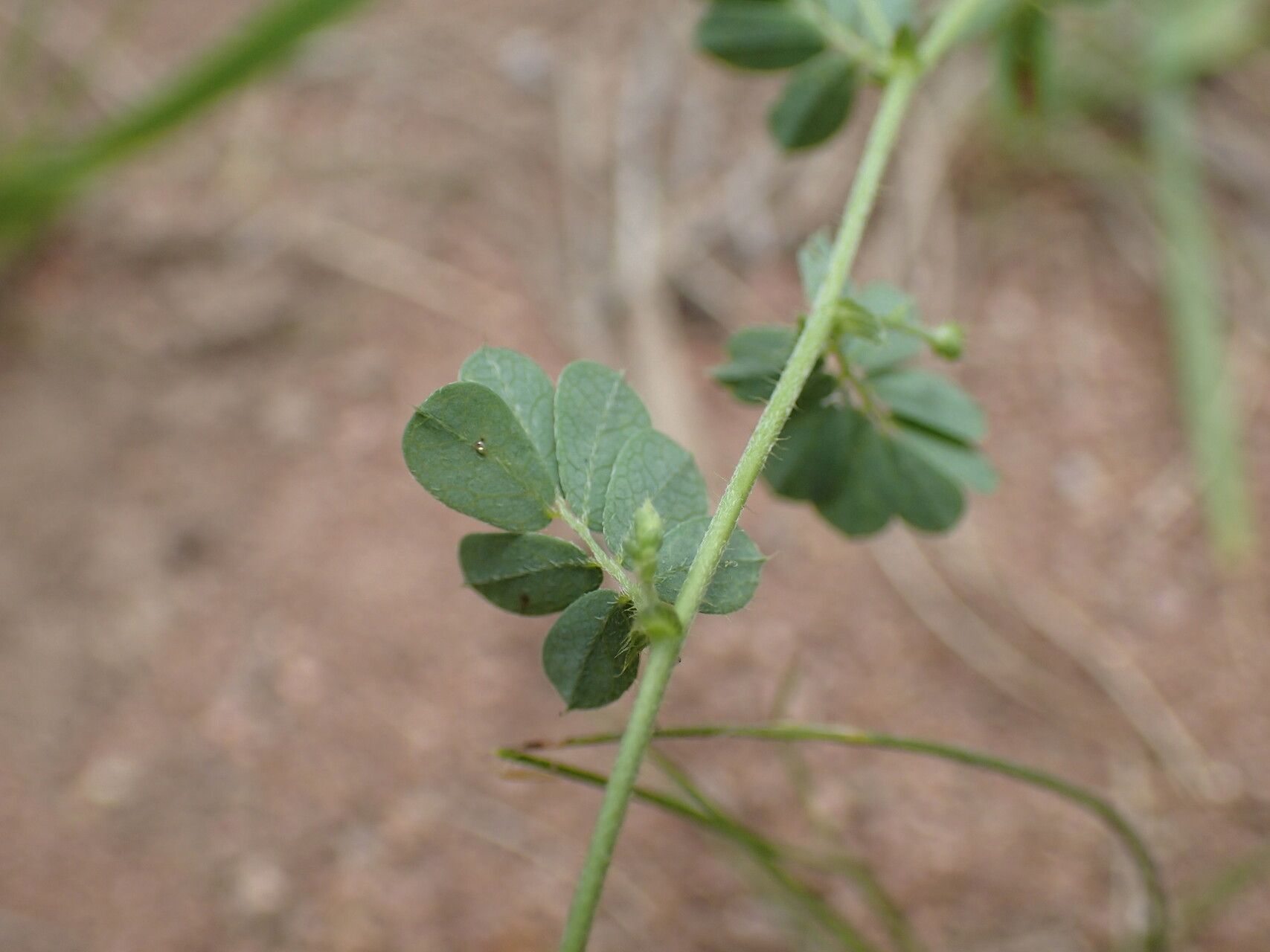 Aeschynomene brevifolia — houseplant care guide
