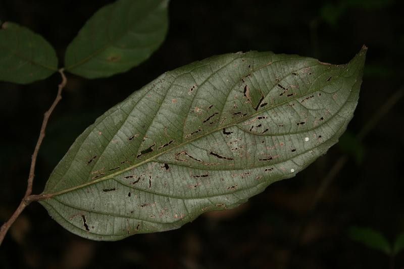 Casearia javitensis leaf