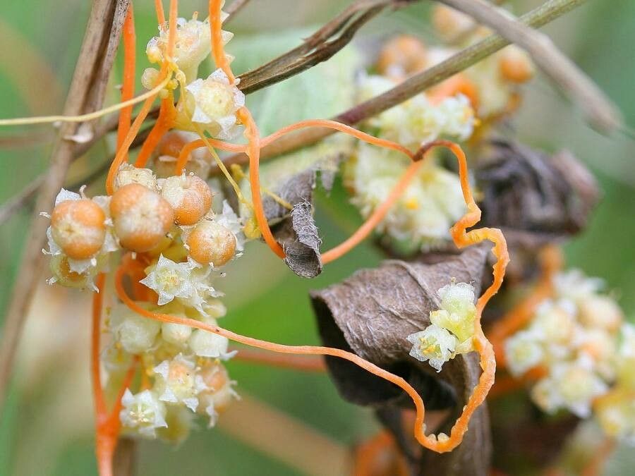 Cuscuta campestris flower
