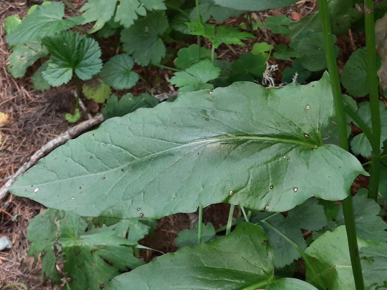 Rumex arifolius — search result for 'Polygonaceae'