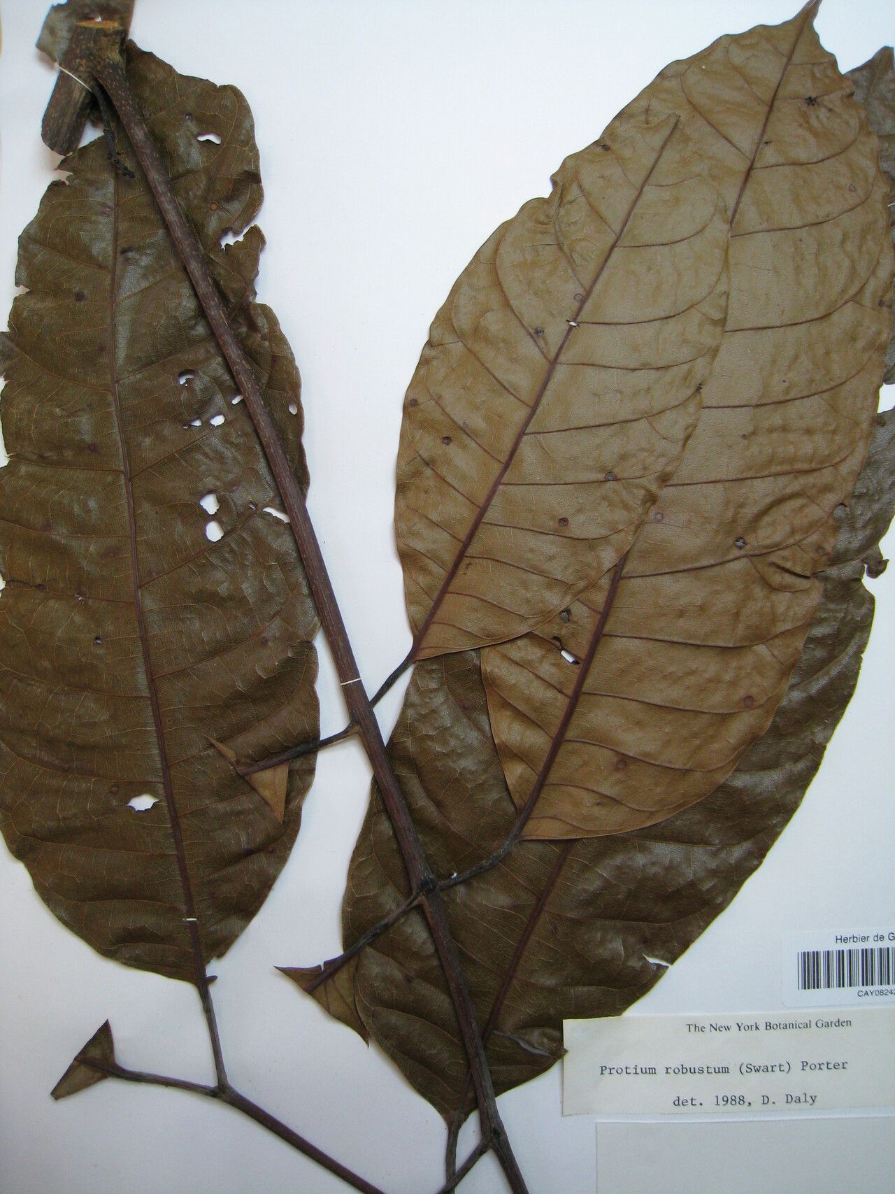 Protium robustum — houseplant care guide