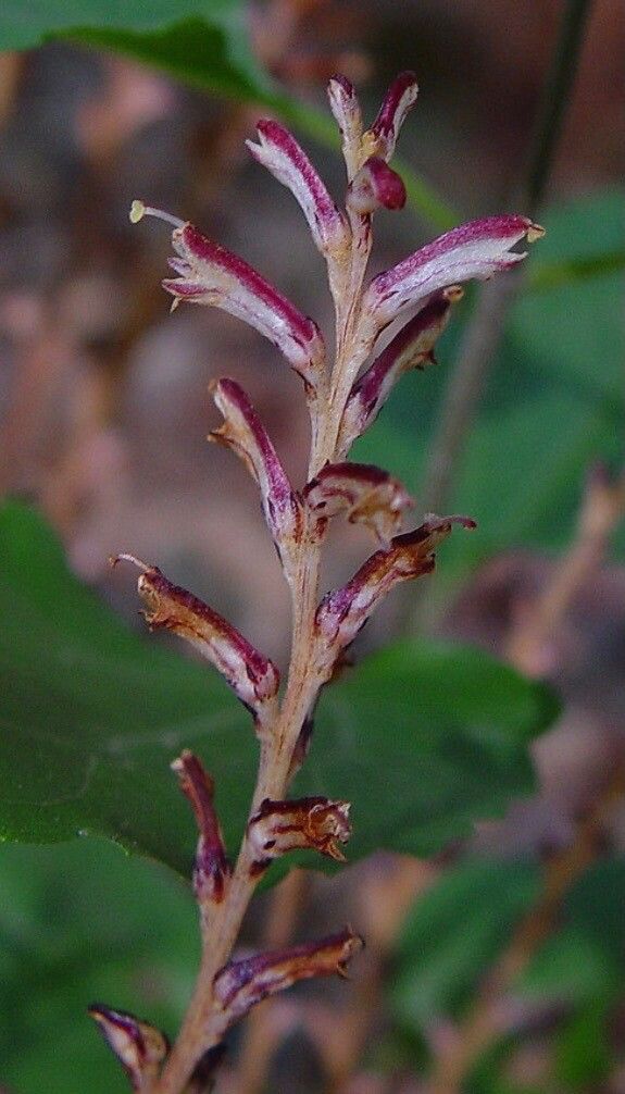 Epifagus virginiana flower