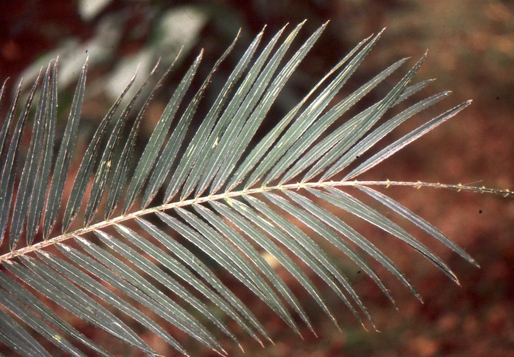 Calamus manan — houseplant care guide