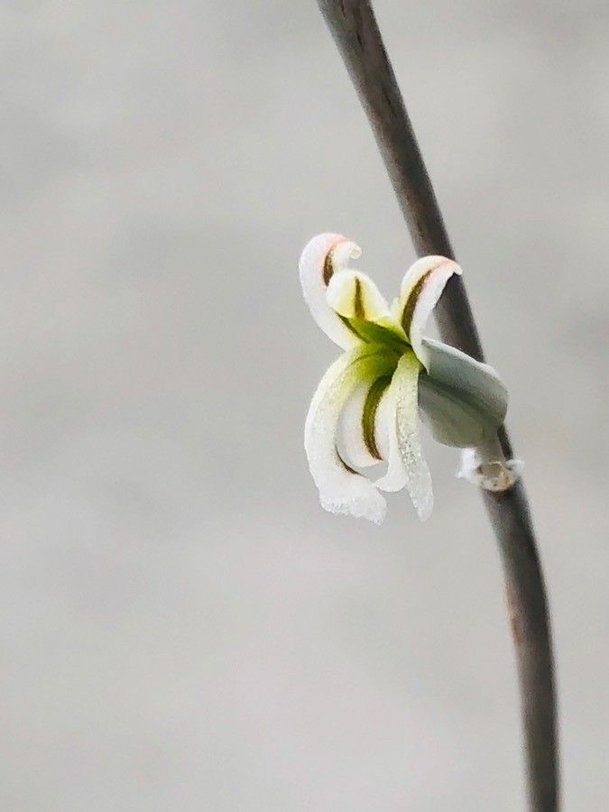 Haworthia tessellata flower