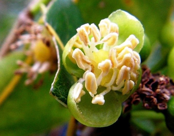 Drypetes caustica — houseplant care guide