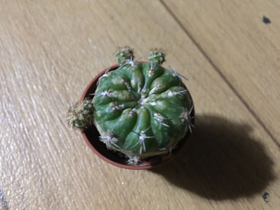 Matucana polzii bark