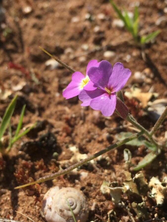 Malcolmia triloba flower