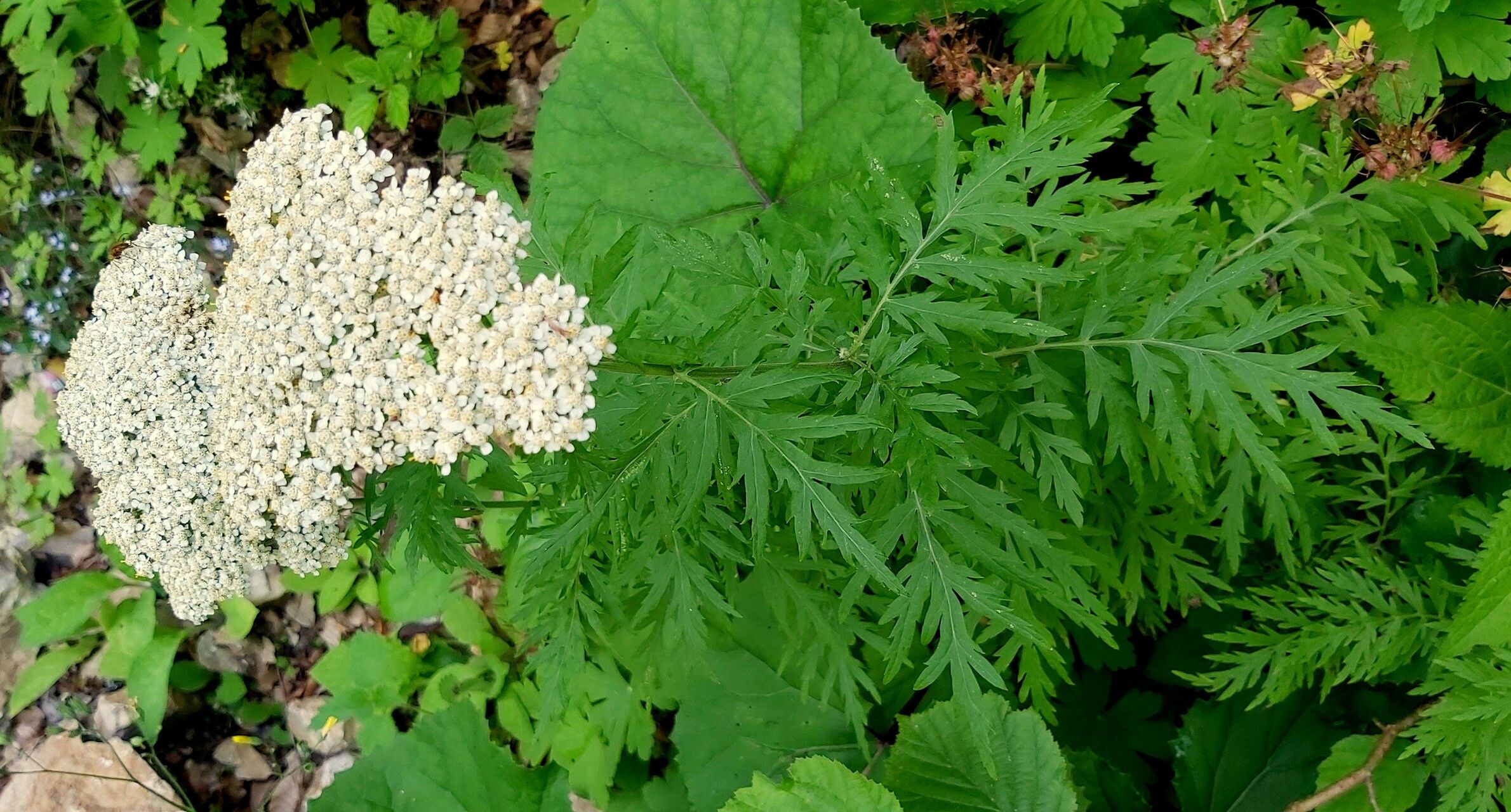 Achillea grandifolia flower