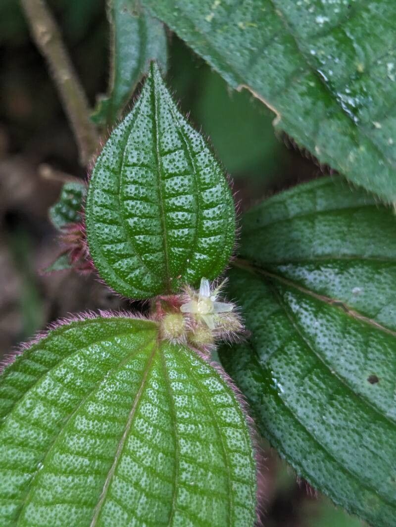 Miconia cephaloides — houseplant care guide