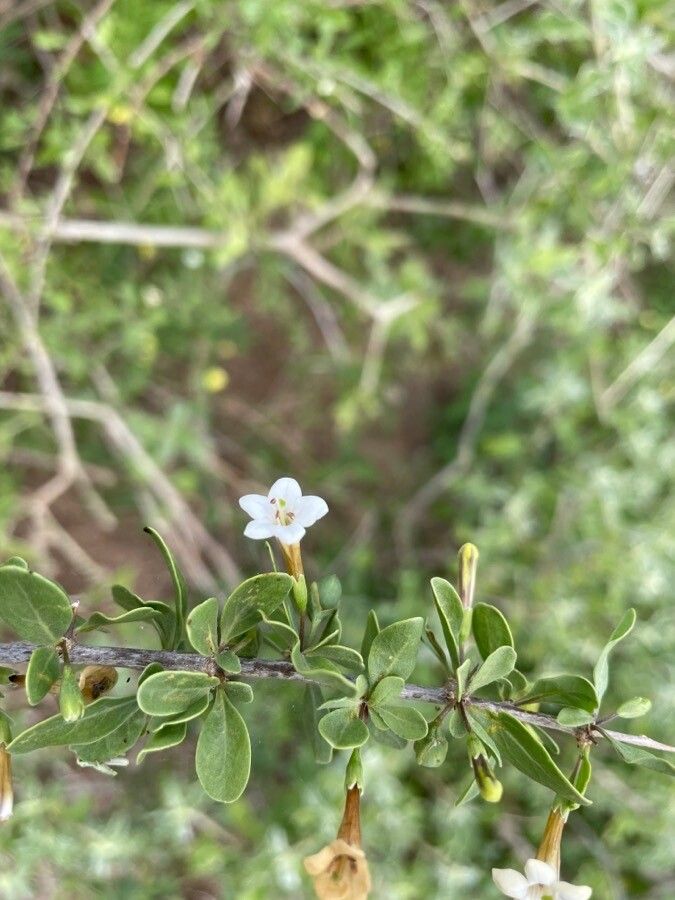 Lycium shawii flower