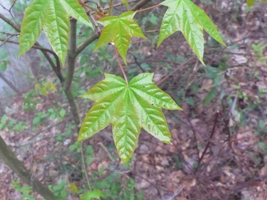 Acer longipes — search result for 'Acer'