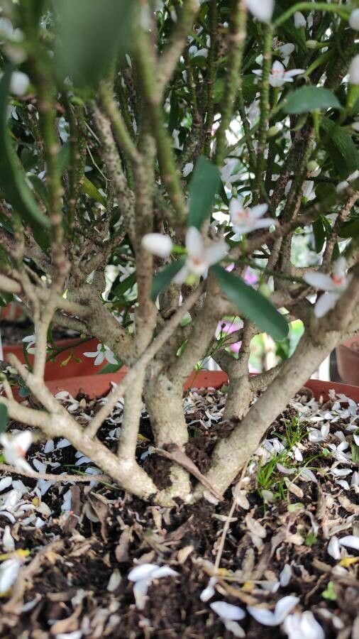 Eriostemon myoporoides bark