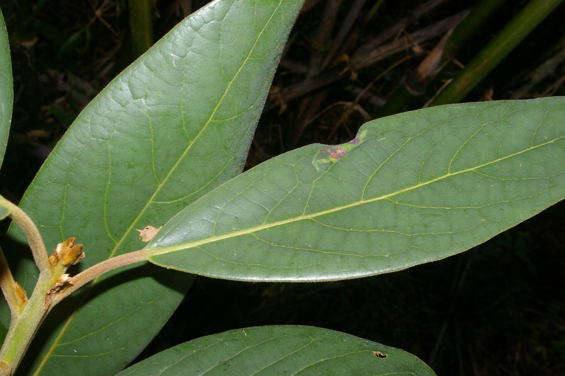 Persea donnell-smithii leaf