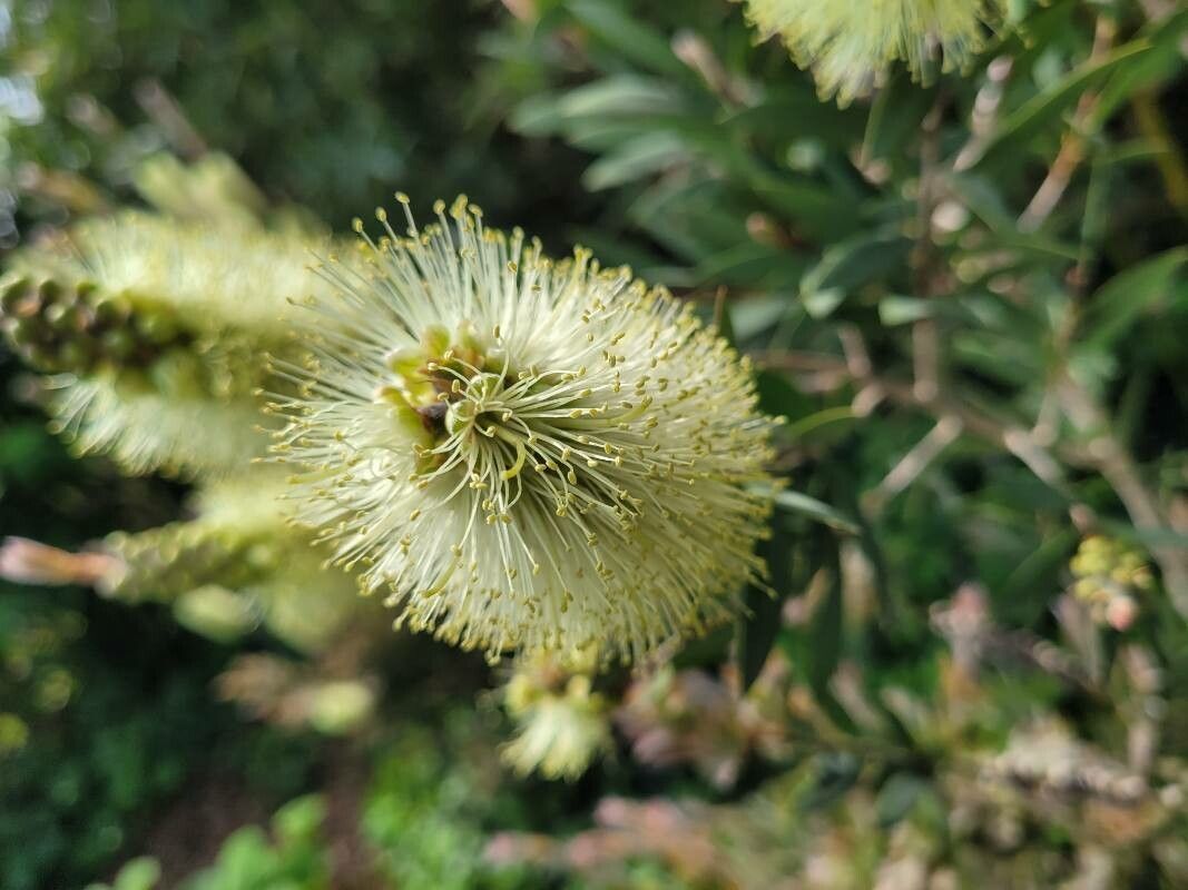 Callistemon pallidus flower