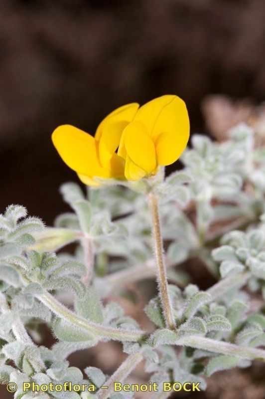 Lotus kunkelii habit
