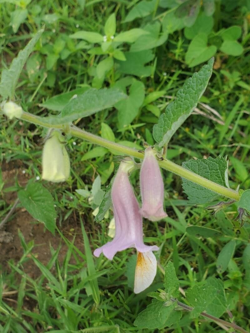 Sesamum sesamoides flower