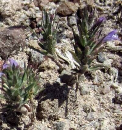 Ziziphora tenuior flower