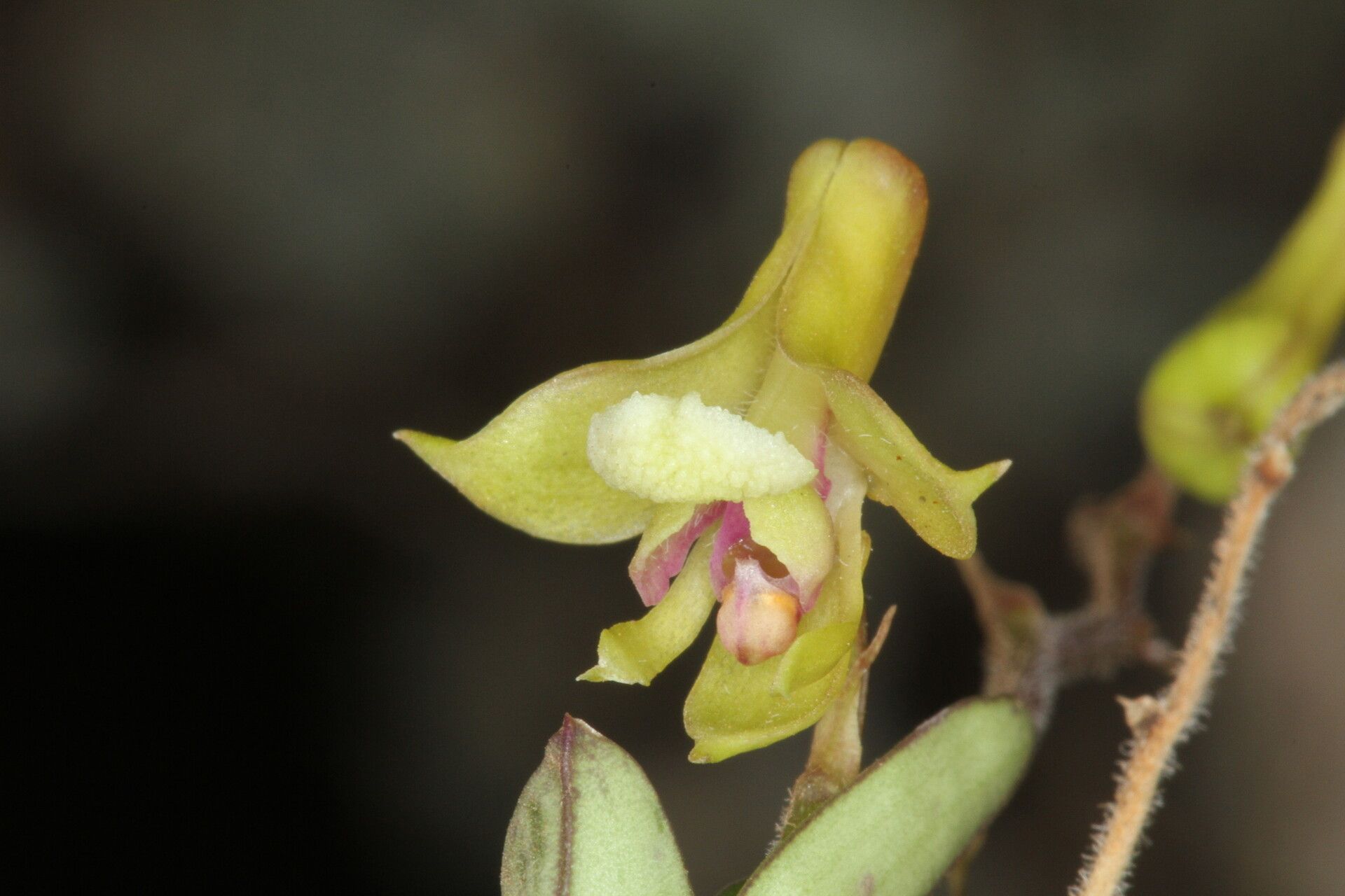 Polystachya spatella — houseplant care guide