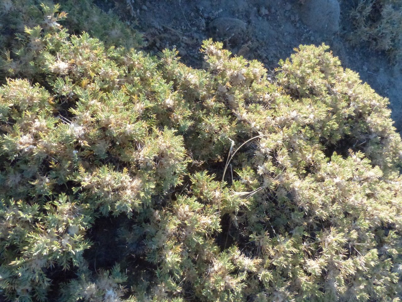 Astragalus iranicus — houseplant care guide