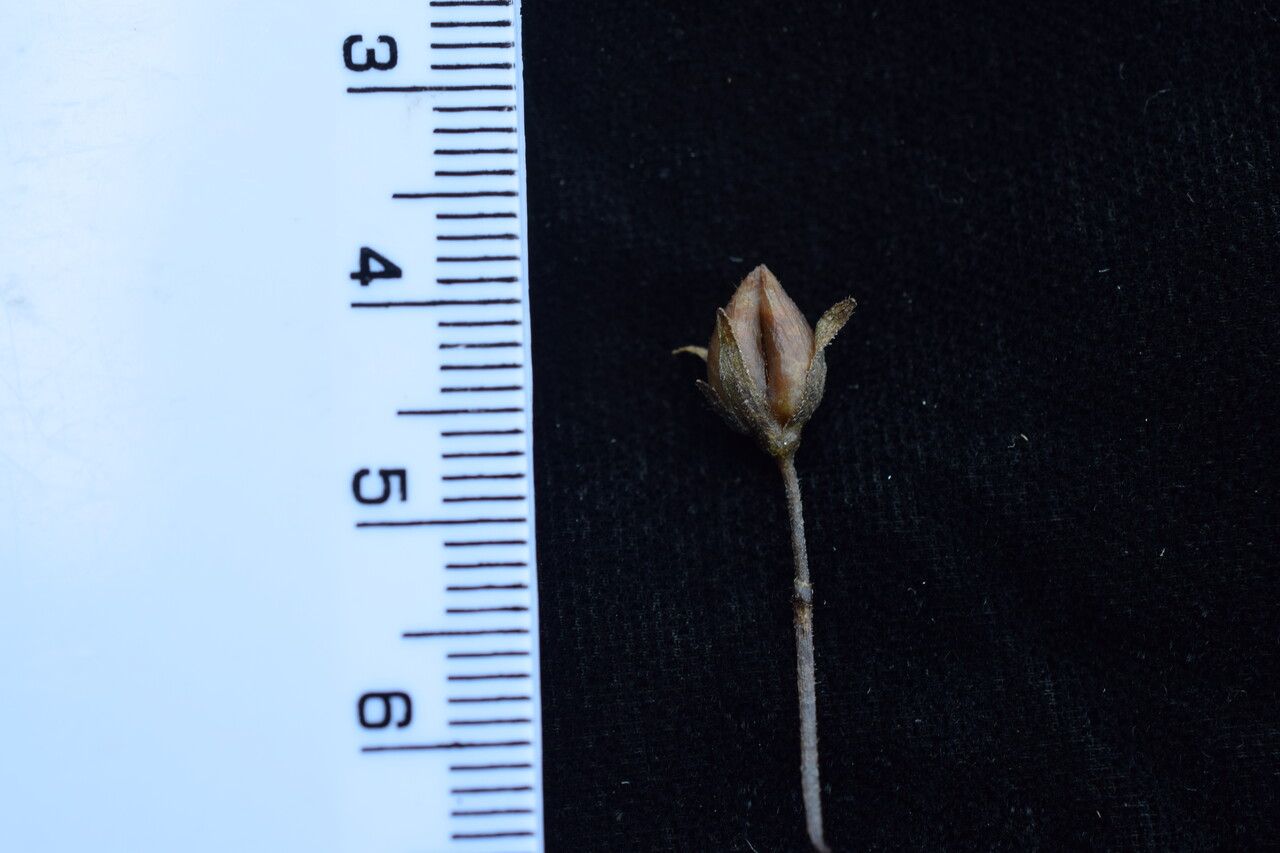 Veronica himalensis other