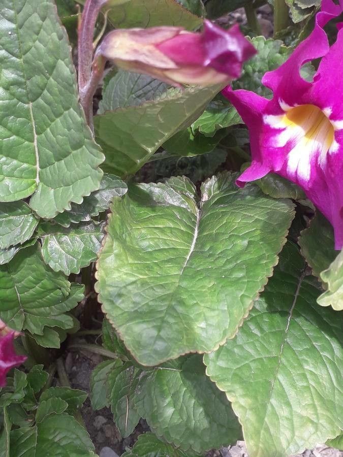 Incarvillea mairei other