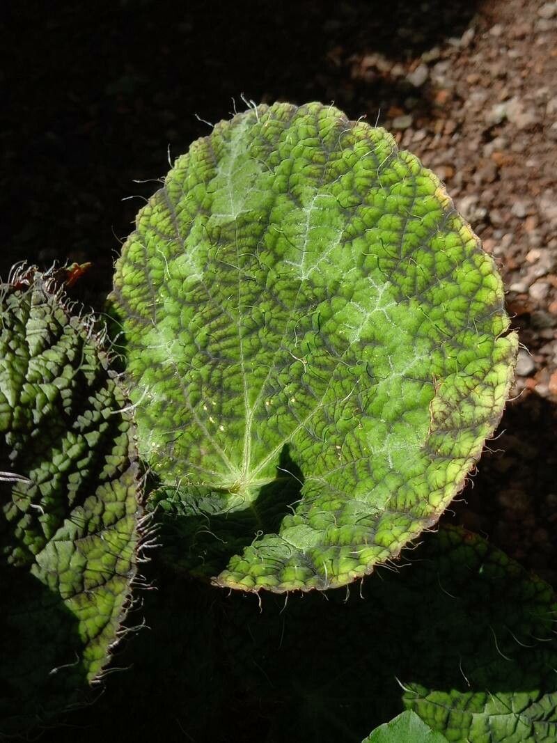 Begonia sizemoreae — search result for 'Begoniaceae'