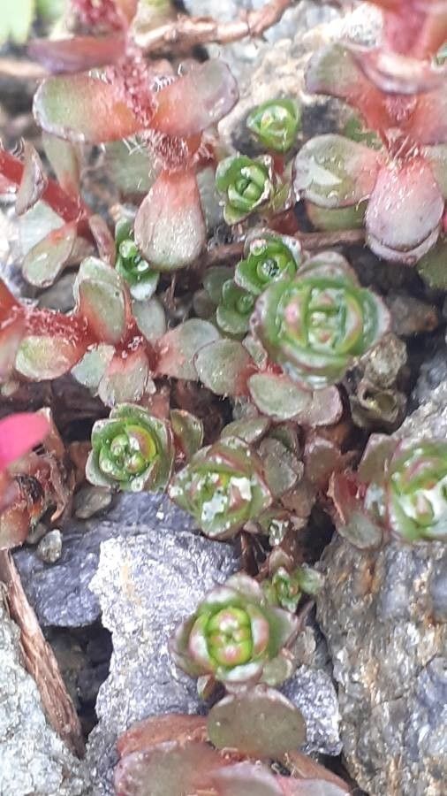 Saxifraga biflora leaf