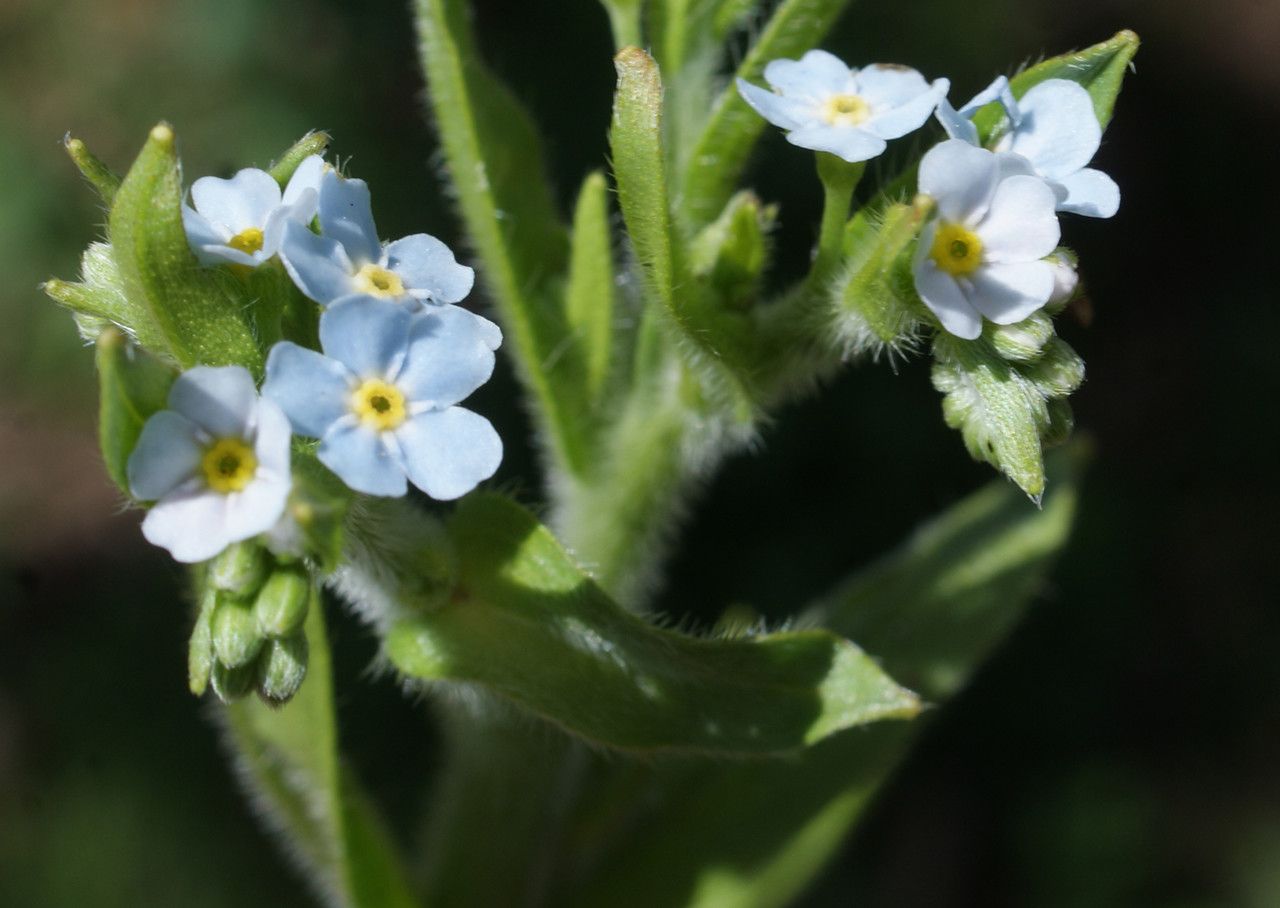 Myosotis welwitschii flower