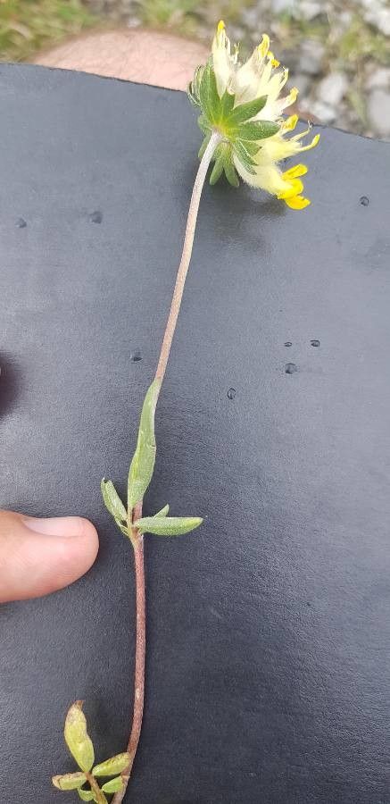 Anthyllis alpestris bark