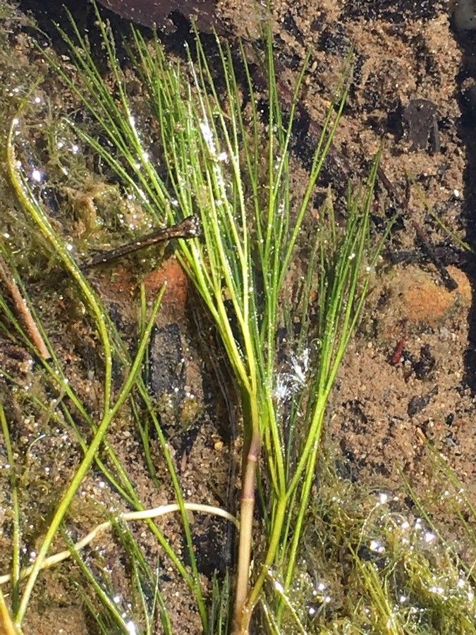 Ranunculus fluitans leaf