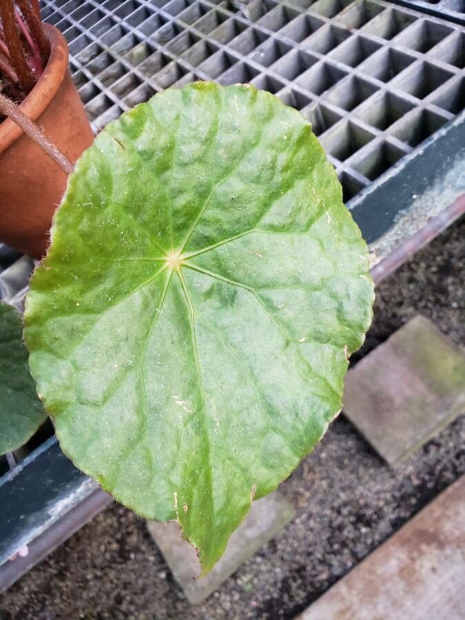 Begonia goegoensis leaf
