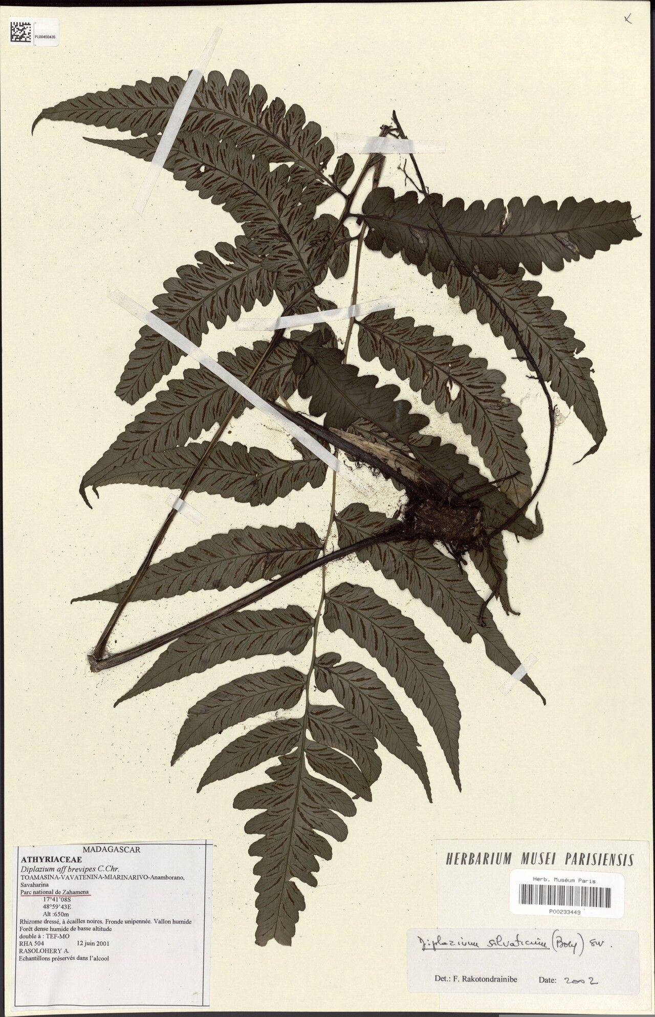 Diplazium brevipes — related species from the same genus