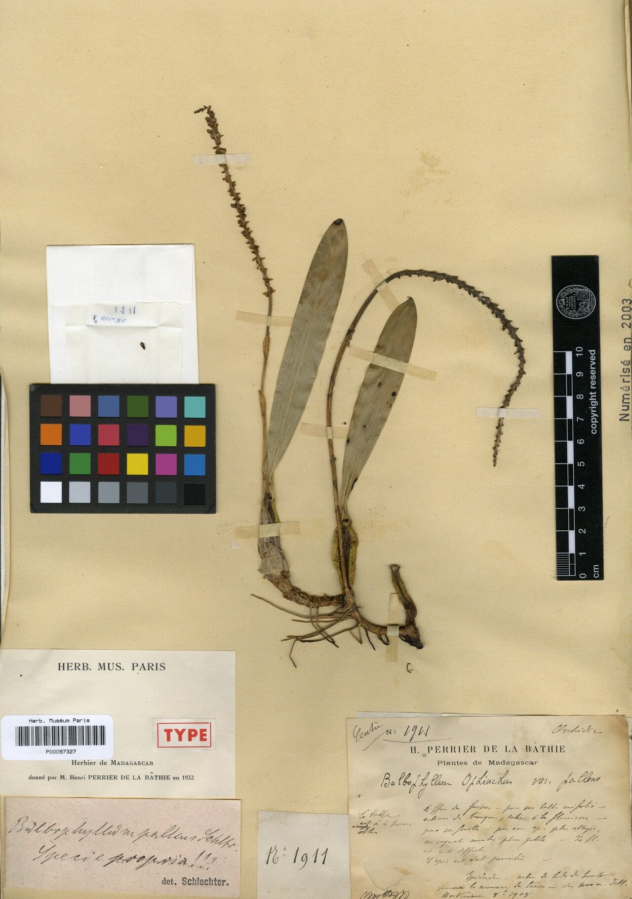 Bulbophyllum pallens — houseplant care guide