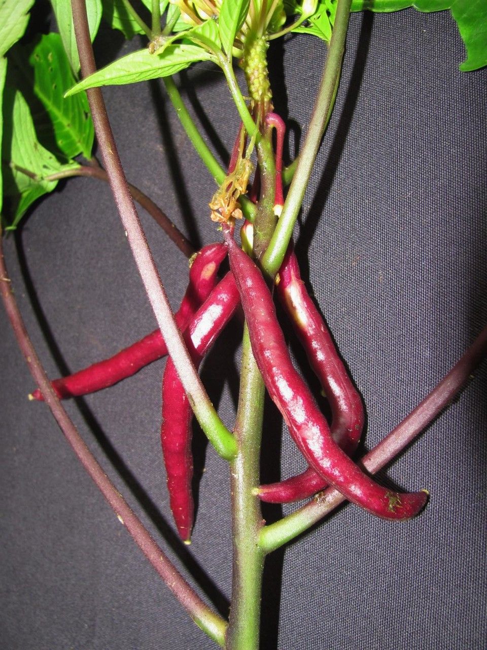 Cleome decipiens fruit