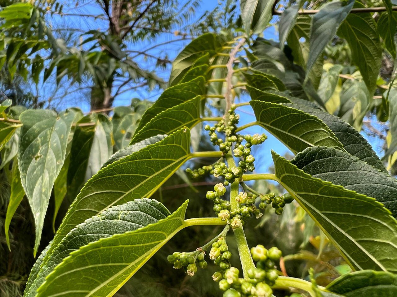 Trema cannabina flower