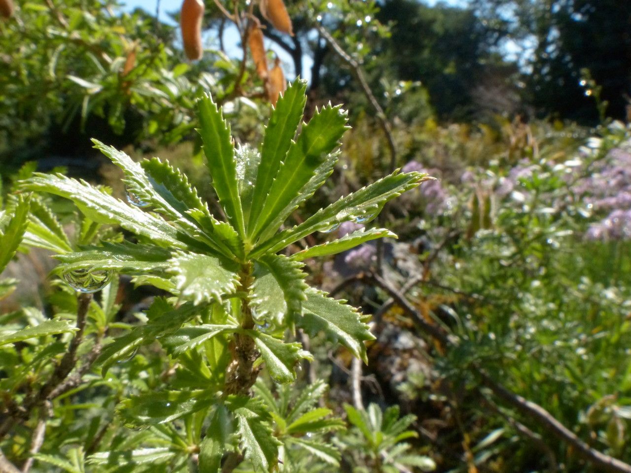 Ononis fruticosa leaf