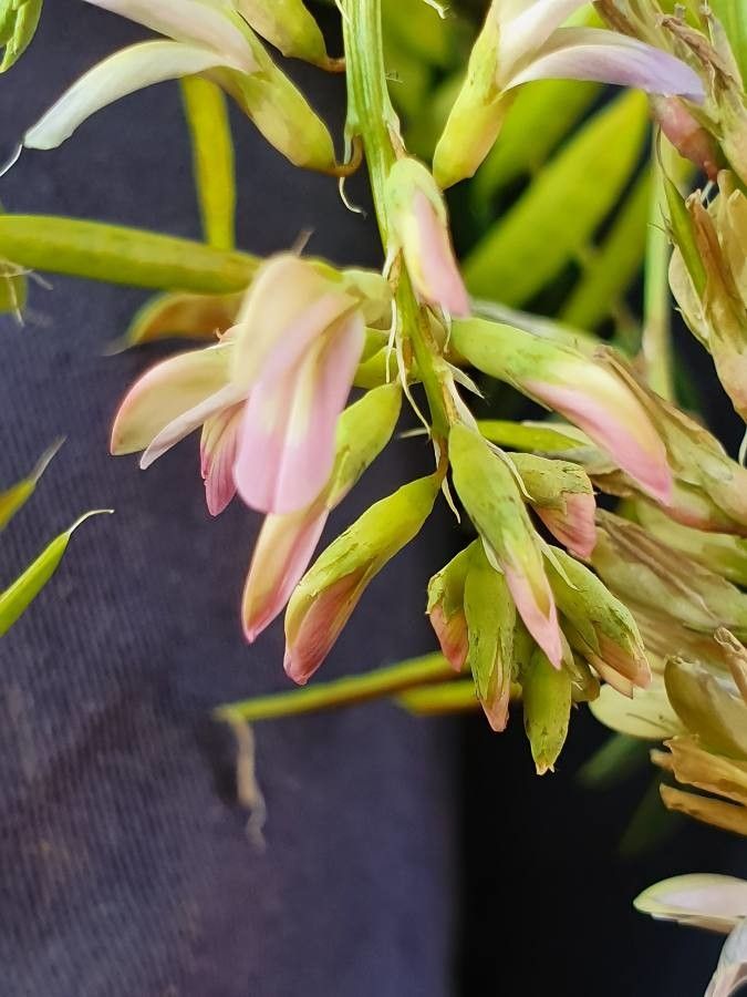 Astragalus atropilosulus flower