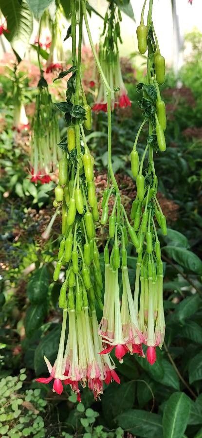 Fuchsia boliviana flower