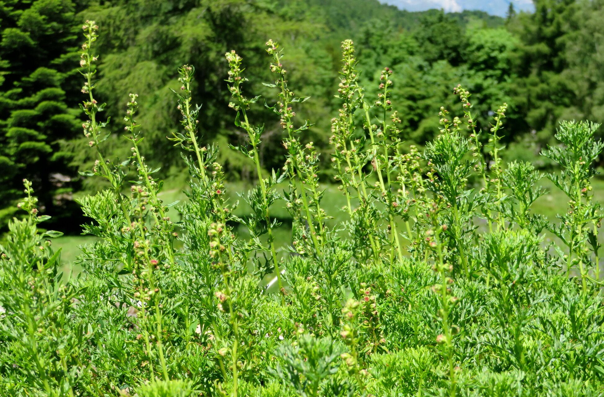 Artemisia michauxiana habit