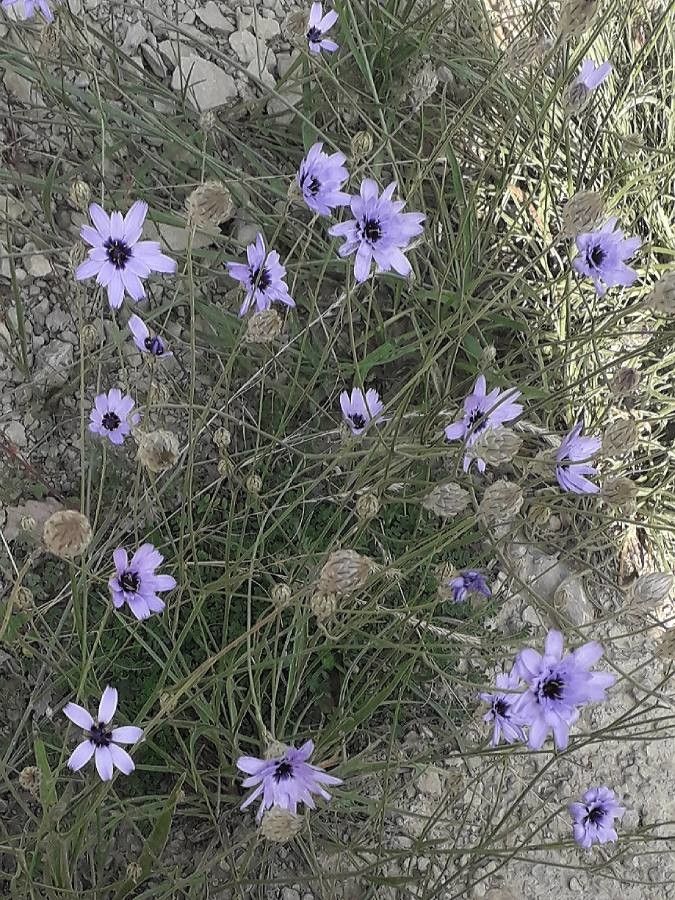 Catananche caerulea flower