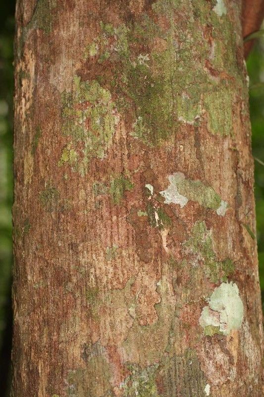 Lecythis holcogyne bark