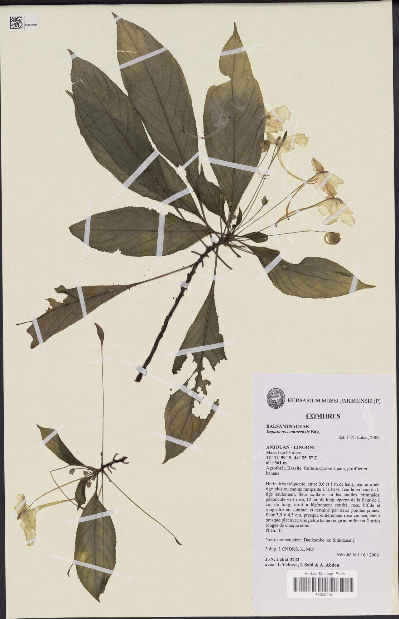 Impatiens comorensis — houseplant care guide