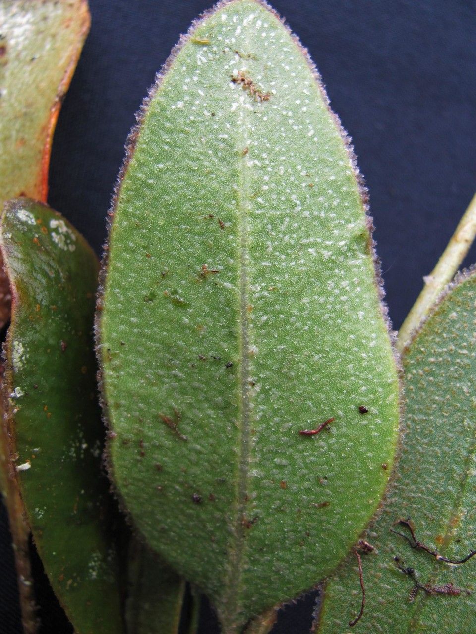 Elaphoglossum muscosum — houseplant care guide
